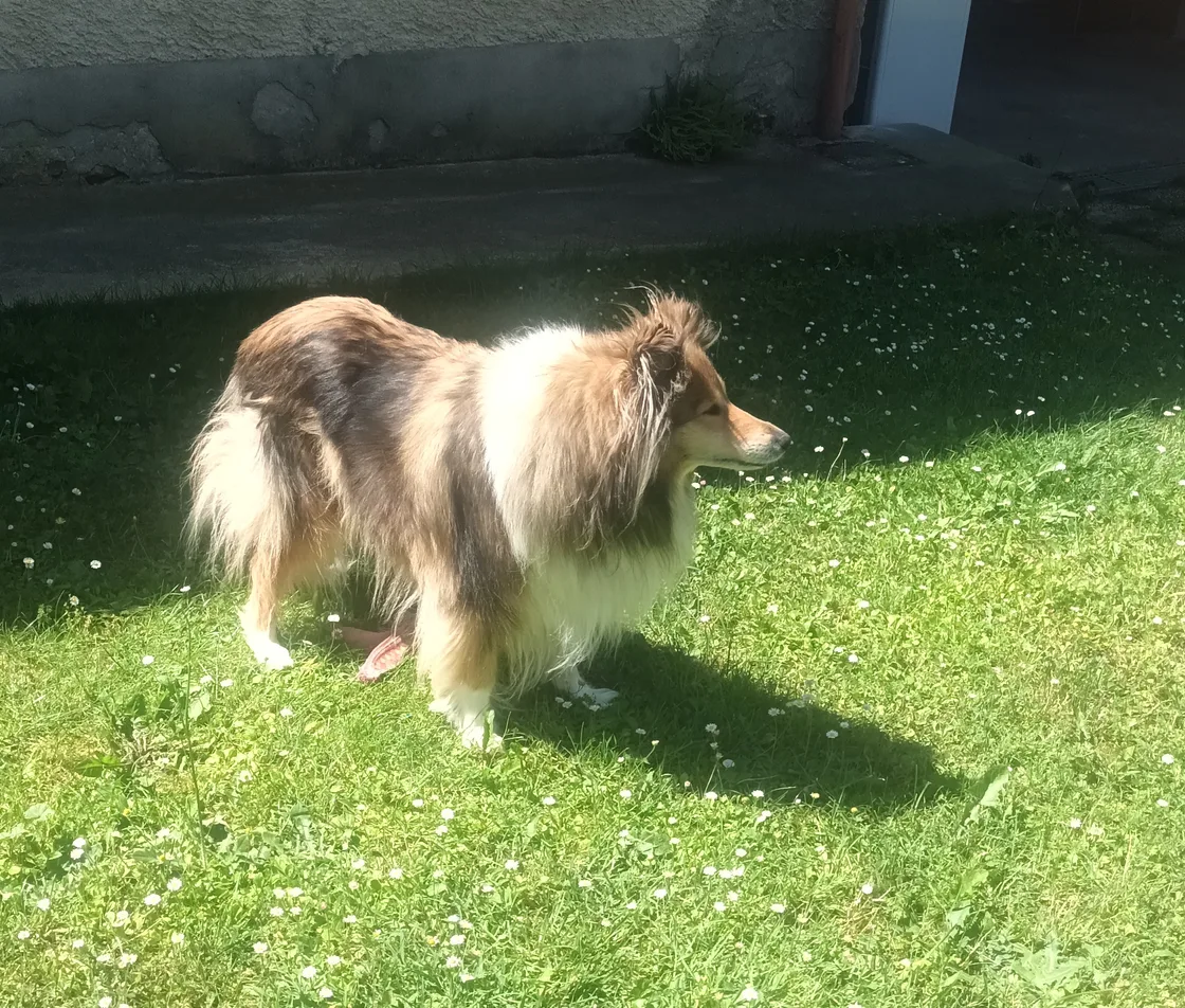 Laetitia dans la campagne drômoise avec un chien et un chat